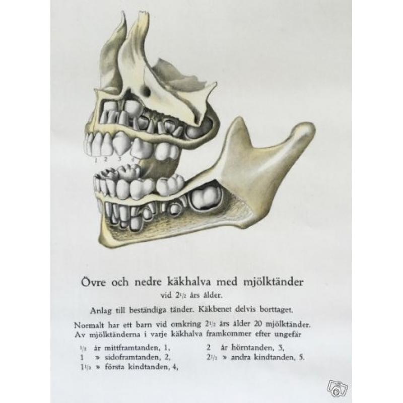 Anatomisk plansch om tänder