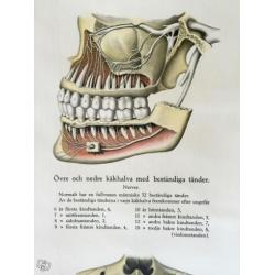 Anatomisk plansch om tänder